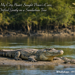 When My City Heart Sought Peace’s Cure, I Drifted Gently on a Sundarban Tour
