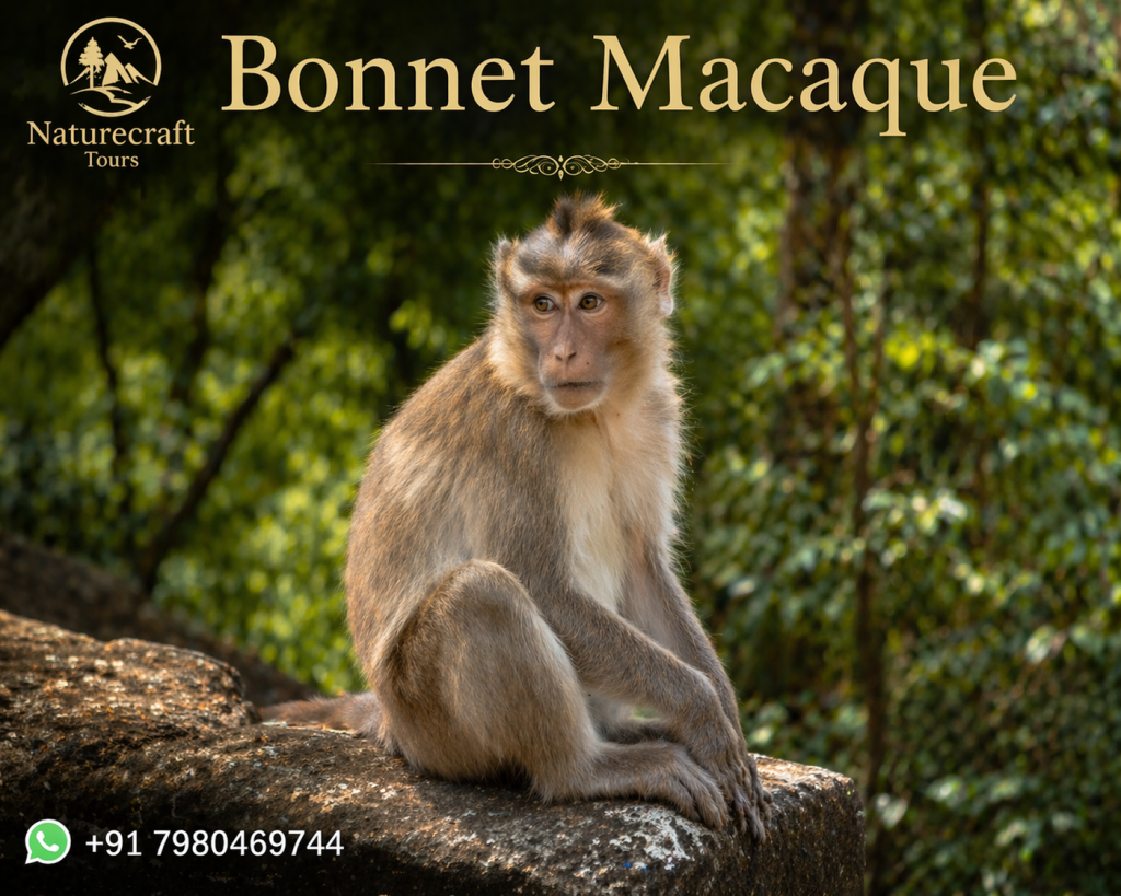 Bonnet Macaque