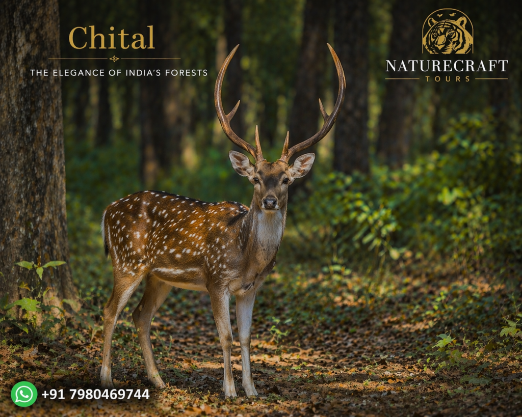 Chital
