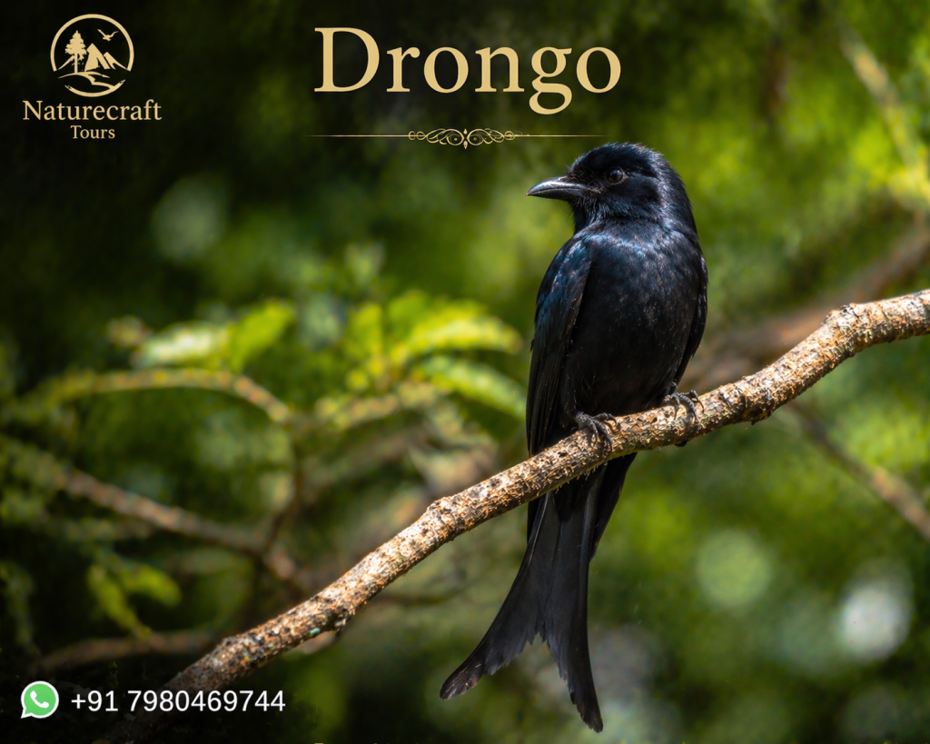 Drongo