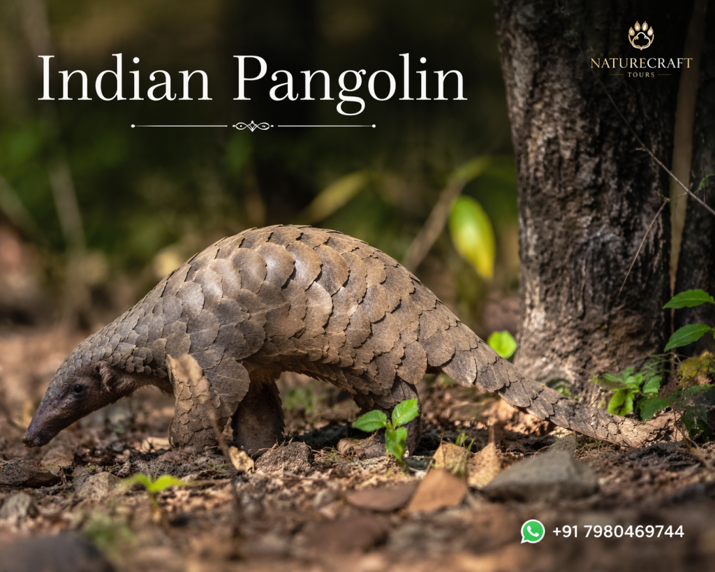 Indian Pangolin