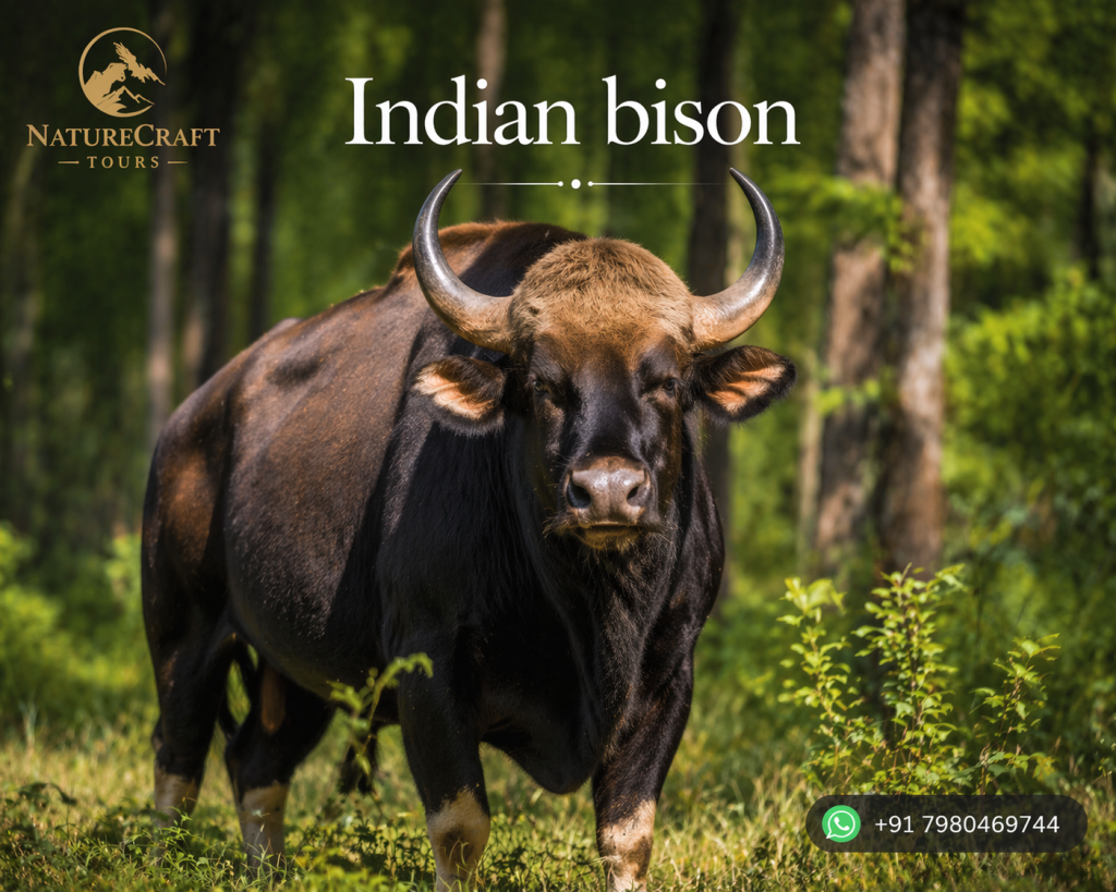 Indian Bison