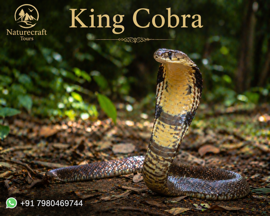 King Cobra