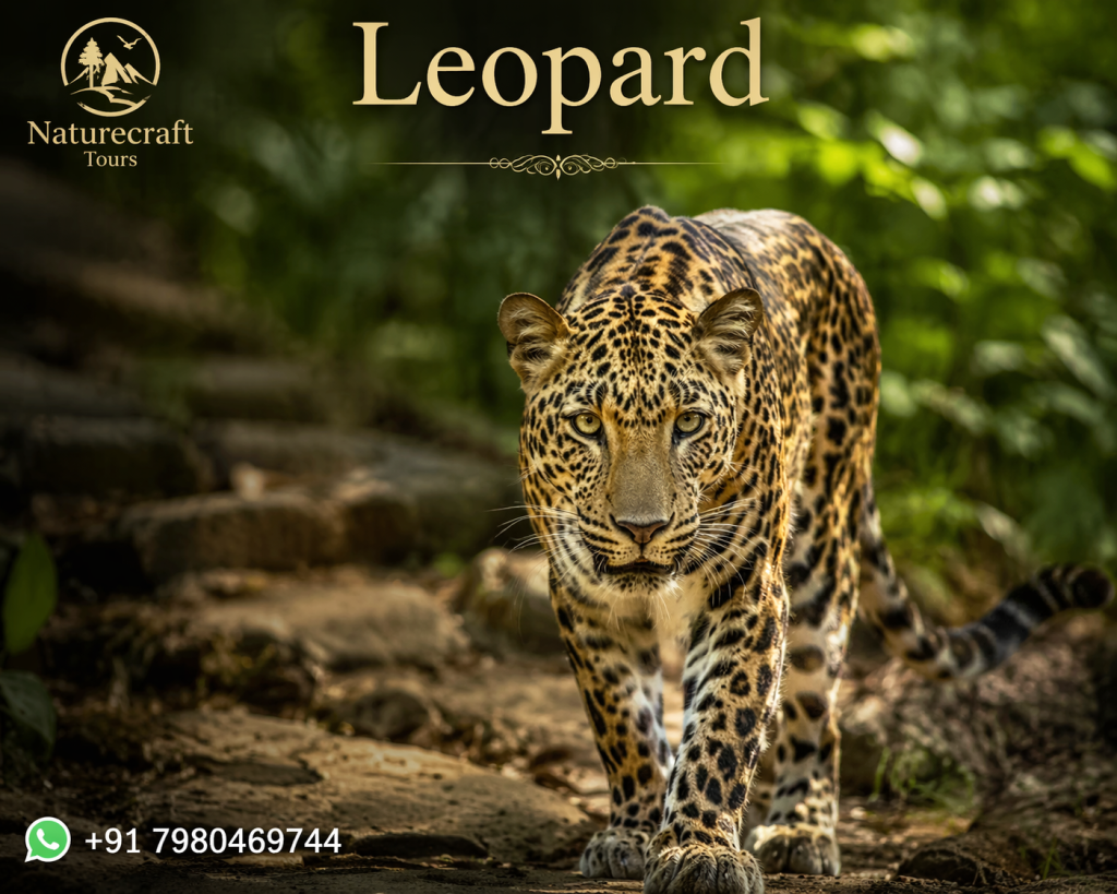 Leopard