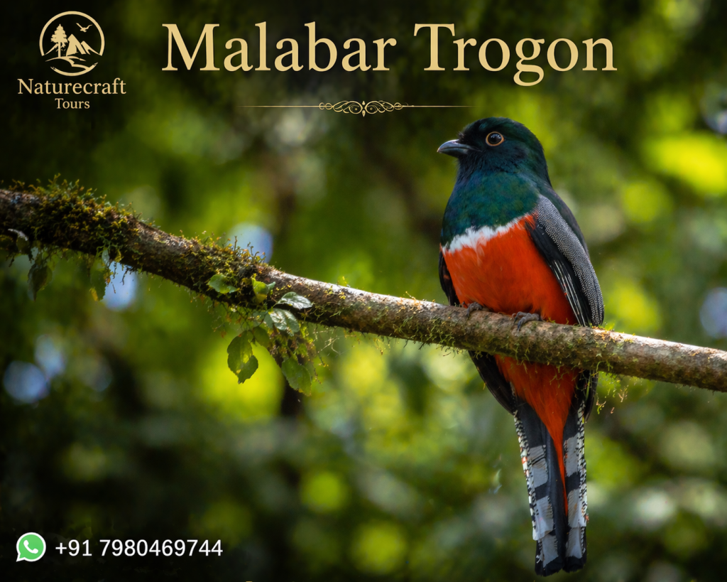 Malabar Trogon