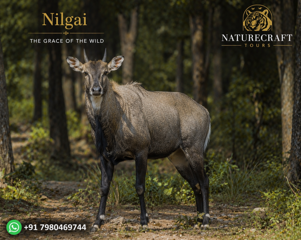 Nilgai