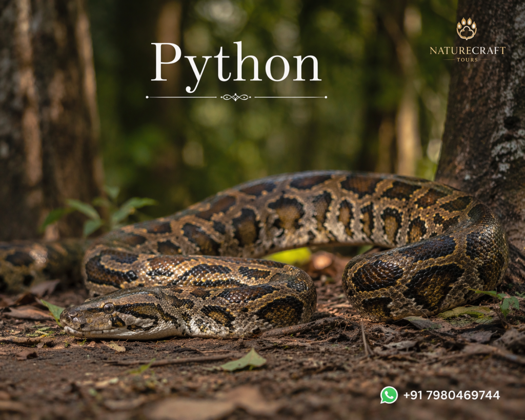 Python