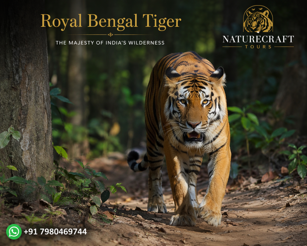 Royal Bengal Tiger