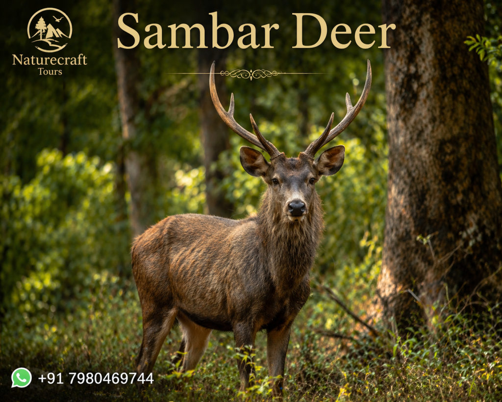 Sambar Deer