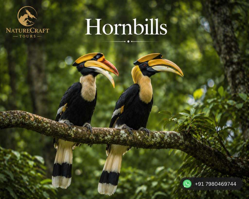 hornbills