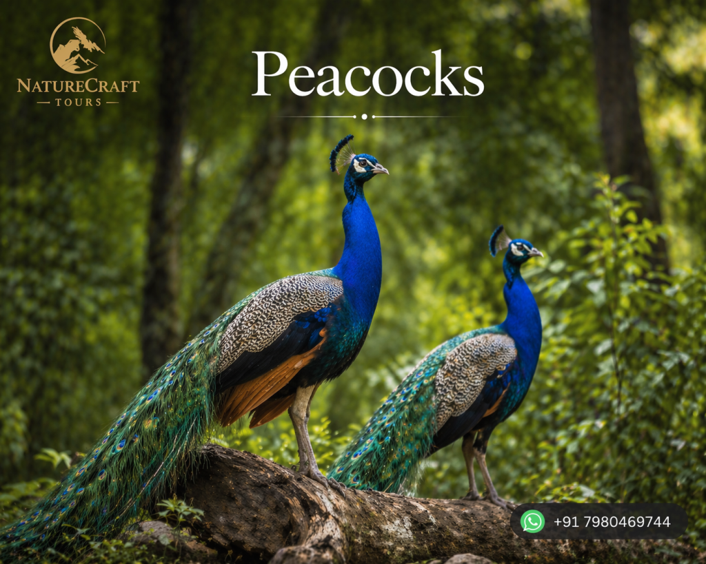 peacocks
