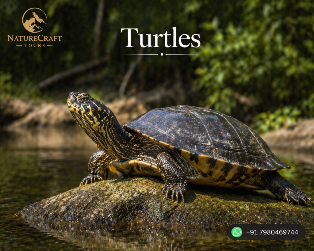 turtles